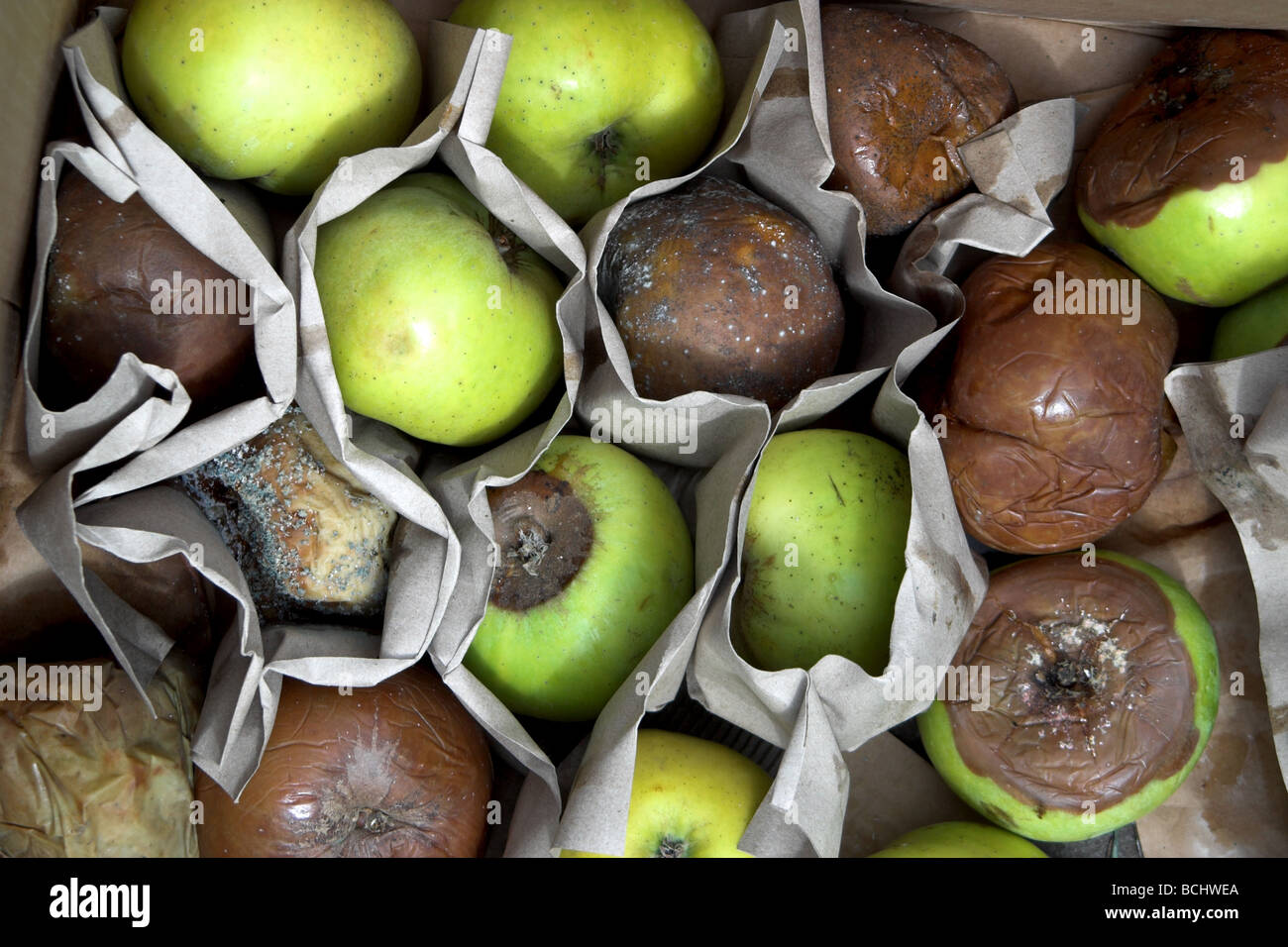 Apples rotting in box Stock Photo - Alamy