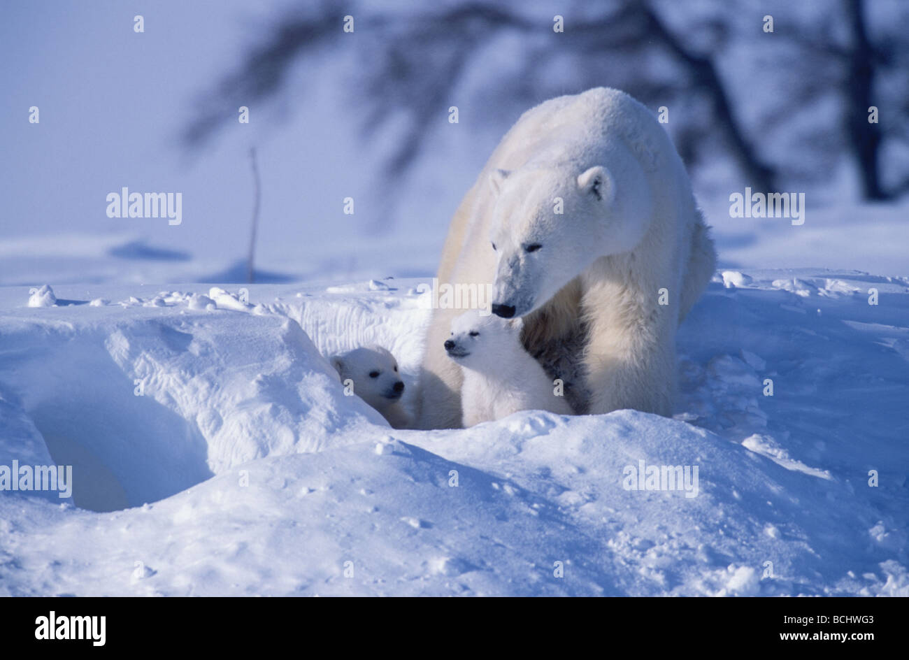Polar bear mother standing cubs hi-res stock photography and images - Alamy