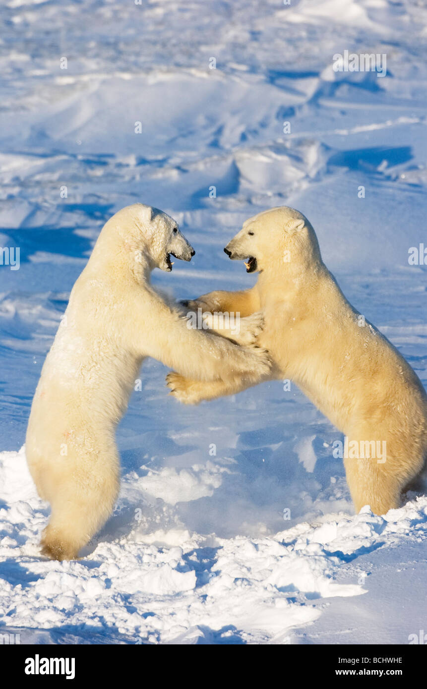 Polar bears wrestling and play fighting at  Churchill, Manitoba, Canada. Stock Photo