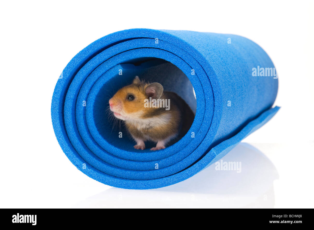 brown Hamster in blue tube white background goldhamster plain background pet animal studio shot awake listen playground Stock Photo