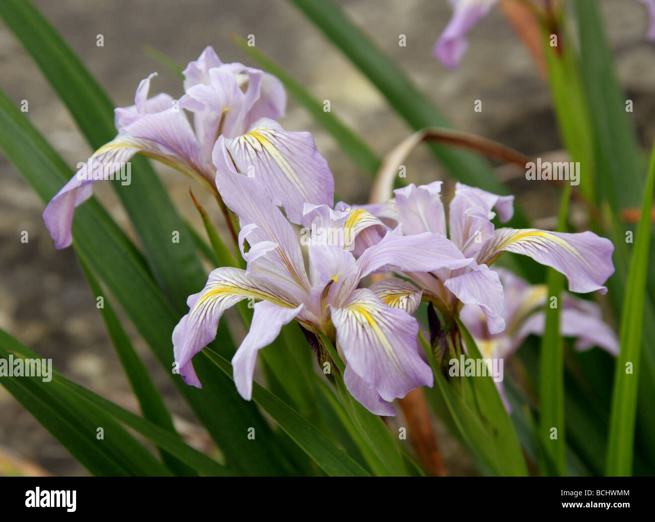 Douglas Iris, Iris douglasiana, Iridaceae, California, Oregon, USA, North America Stock Photo