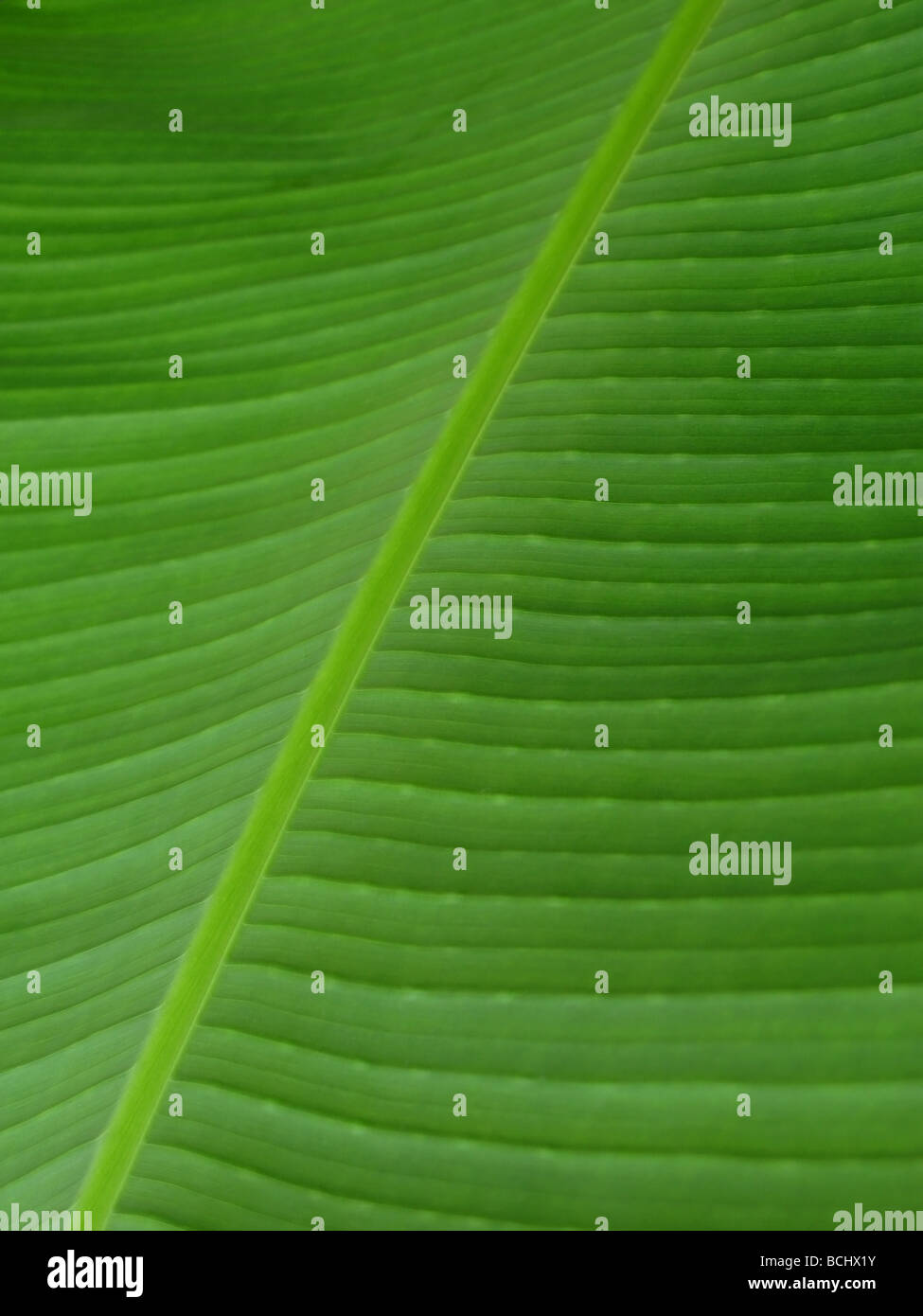 Close up of a green leaf showing veins Stock Photo - Alamy