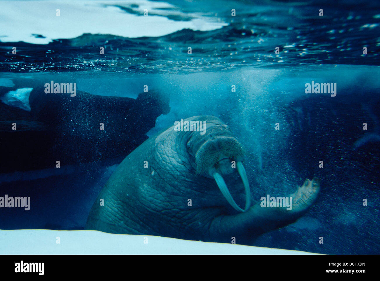 Walrus underwater hi-res stock photography and images - Alamy