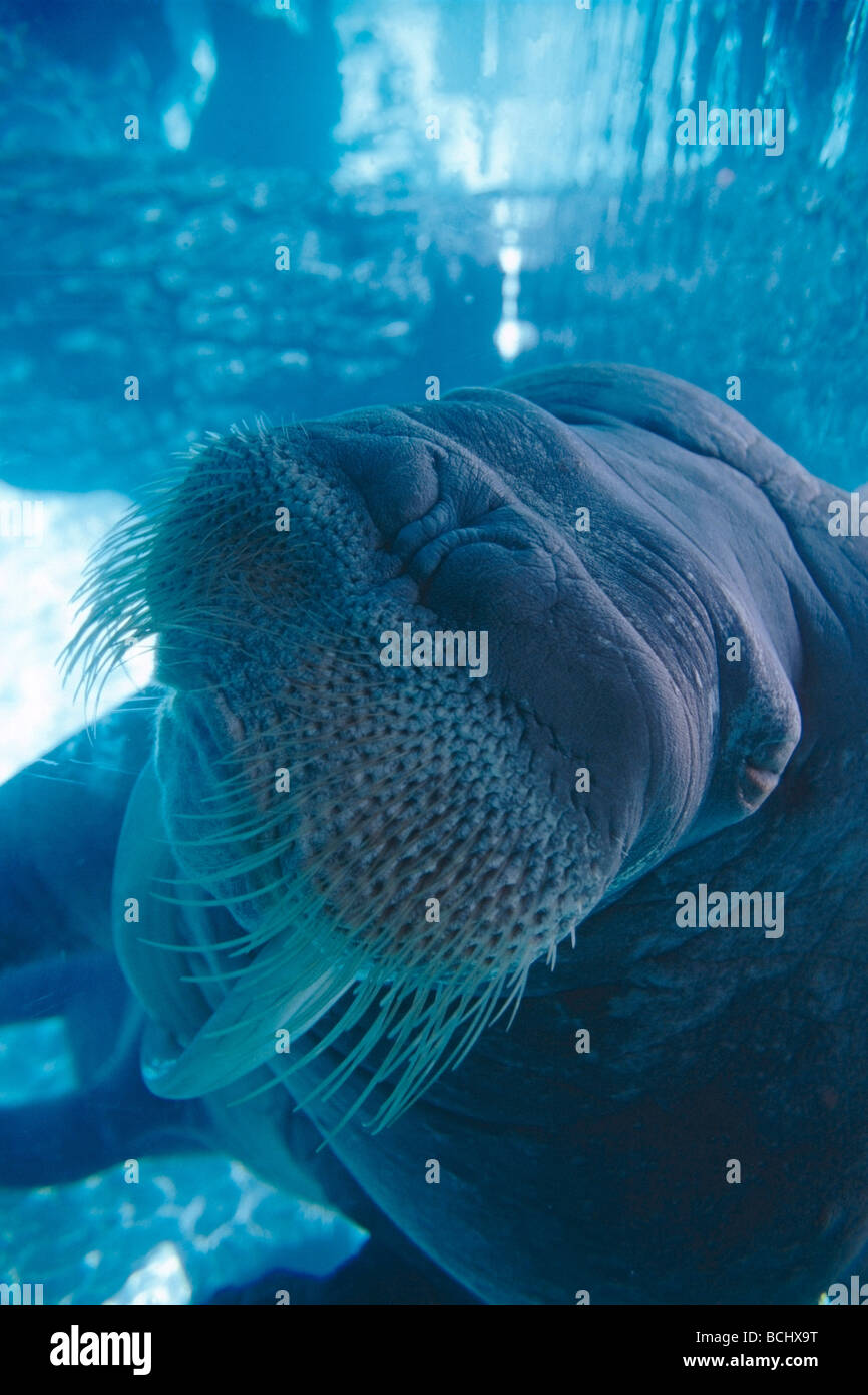Walrus Underwater in Captivity Stock Photo - Alamy