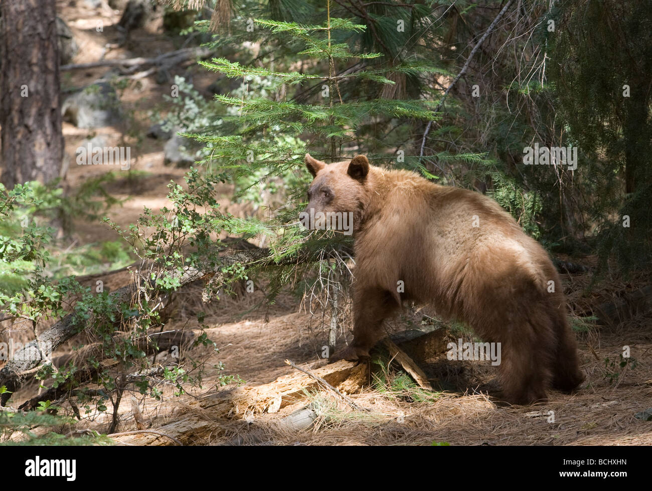 Black Bear (Ursus americanus) out looking for food - Yosemite National Park, California. Stock Photo