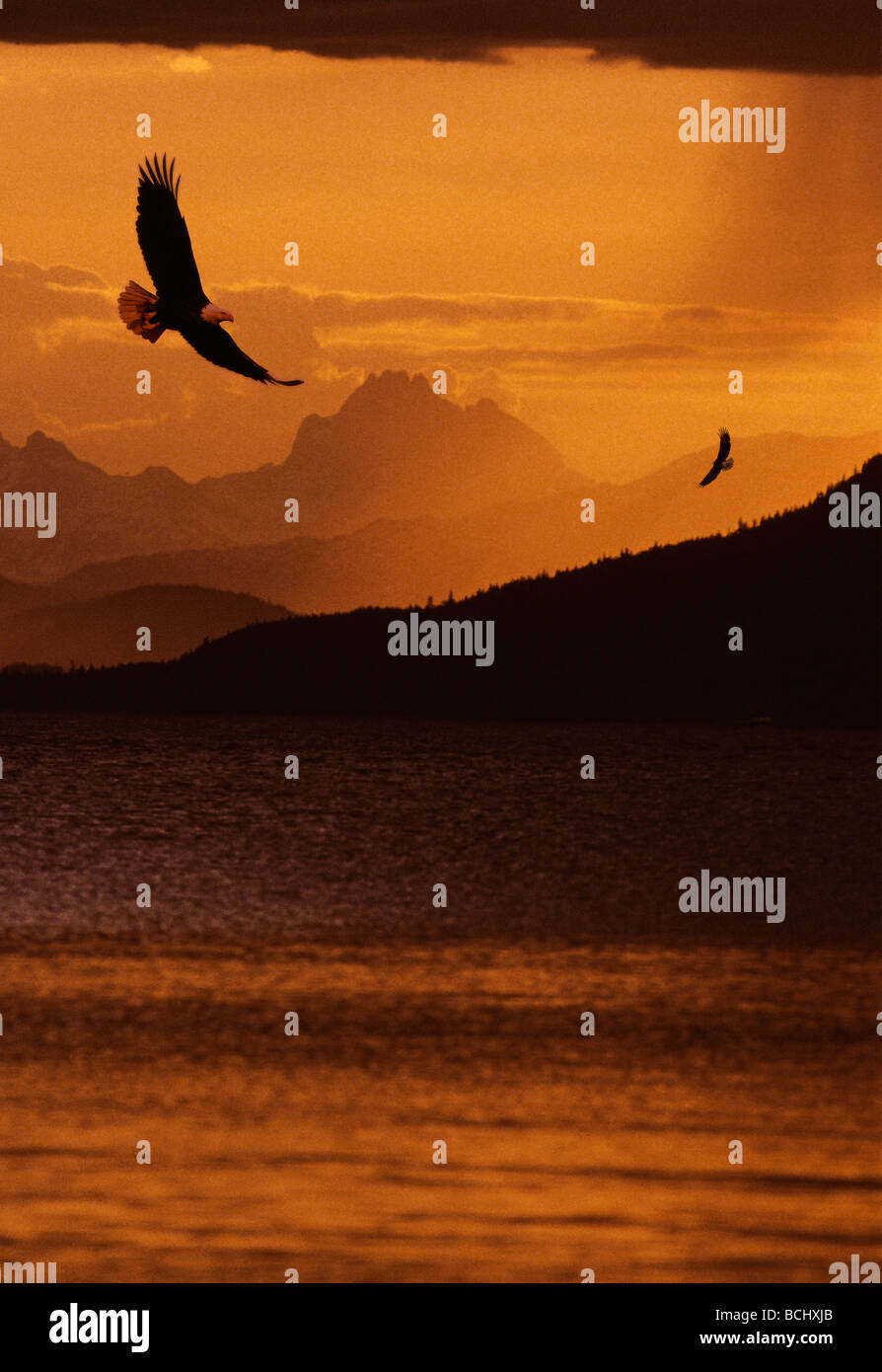 Pair Bald Eagles Flight Mountains Inlet Composite Southeast