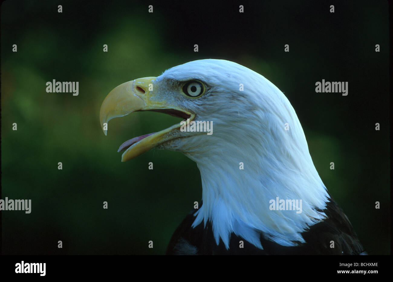 Bald Eagle Alaska Portrait Stock Photo - Alamy
