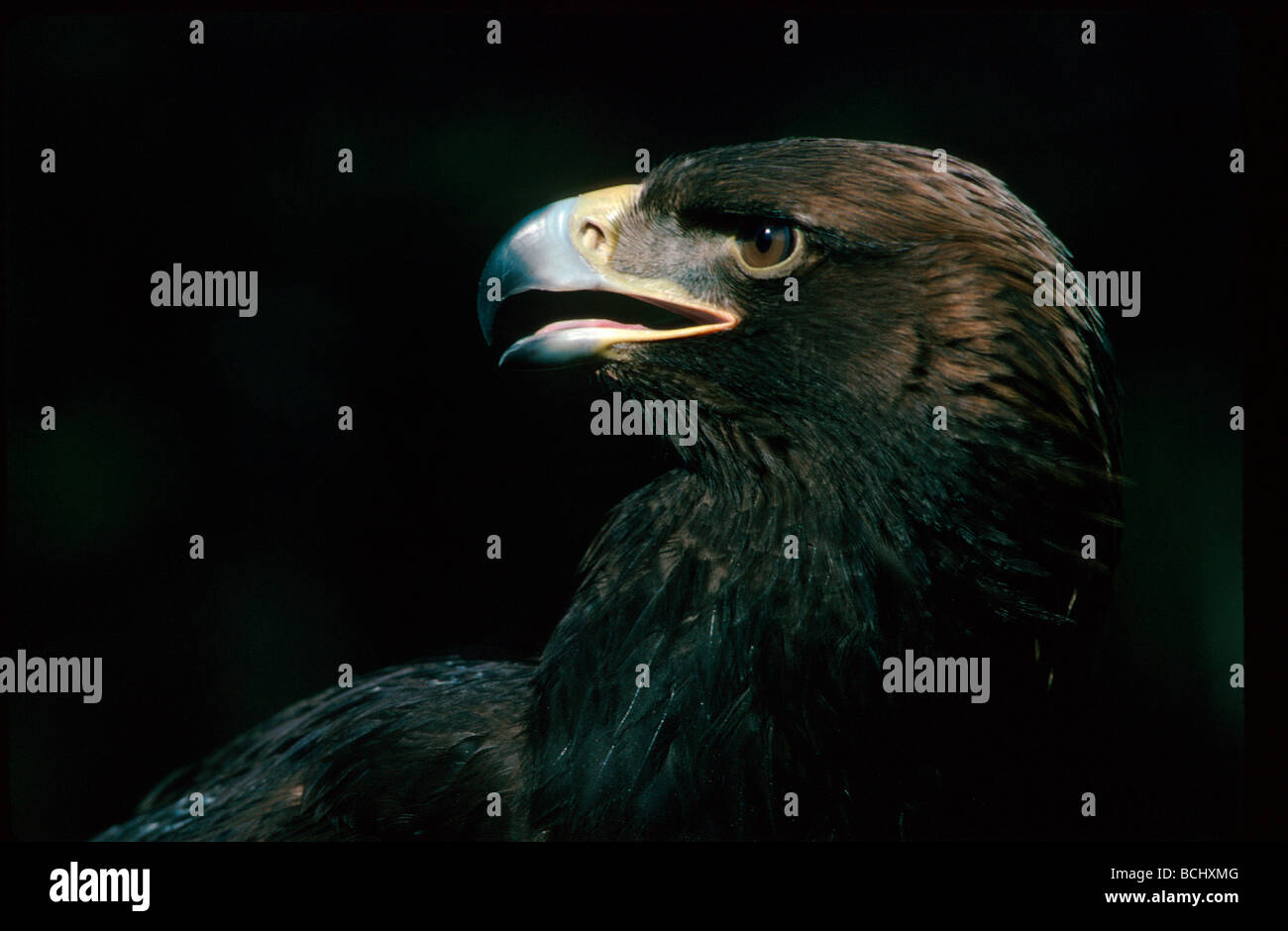 Golden Eagle Portrait Alaska Stock Photo - Alamy