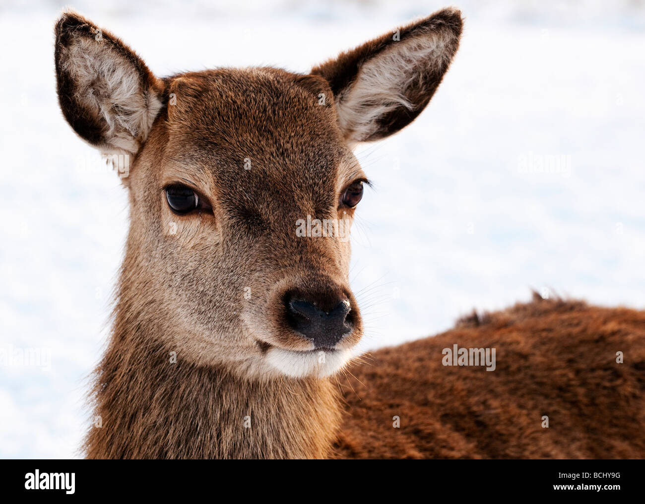 Deer, Glencoe, Scotland, UK Stock Photo