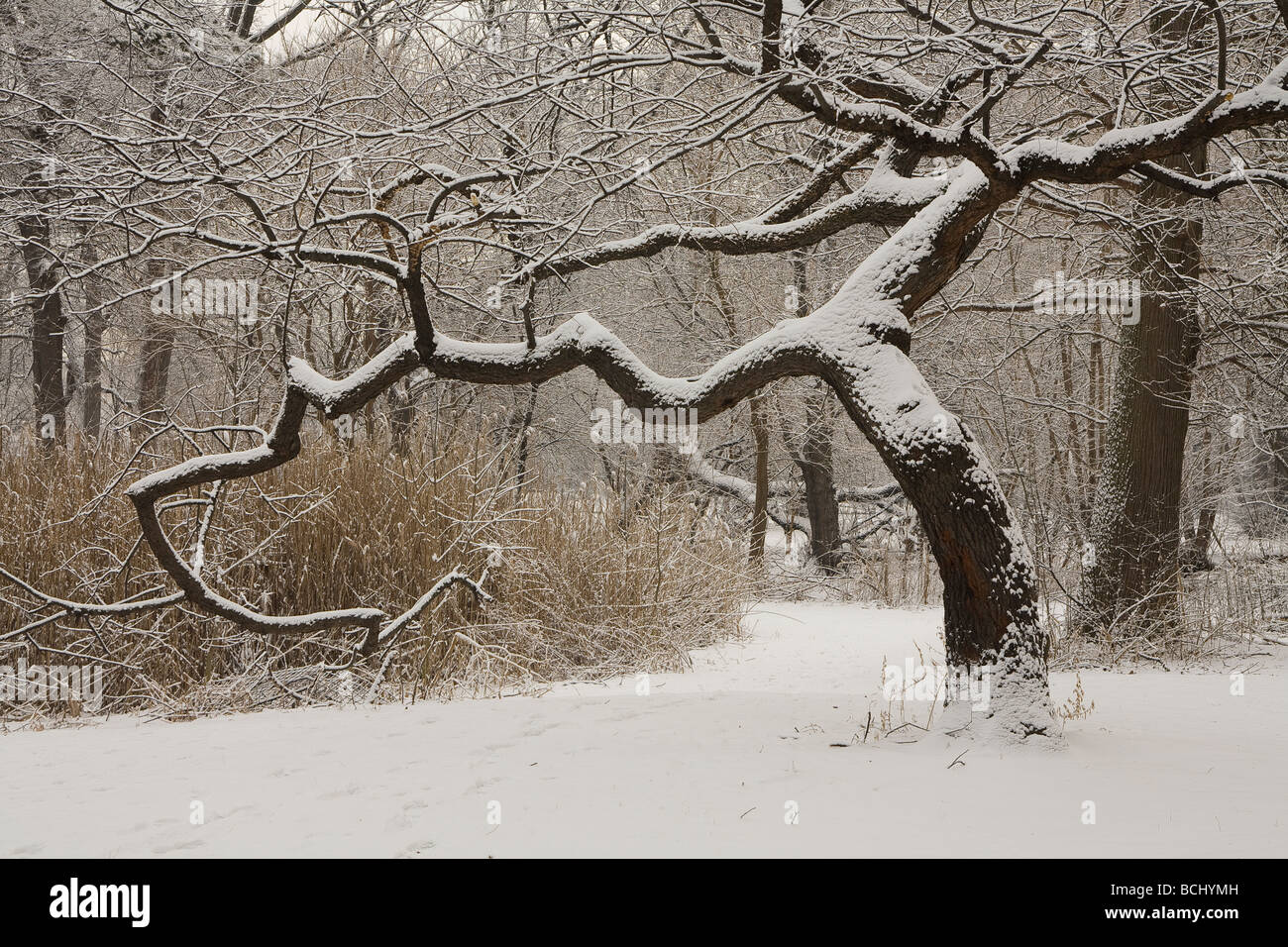 Black Cherry Tree in Prospect Park on a winter day Stock Photo