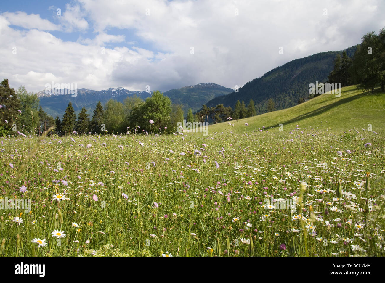 Tirol Austria EU An untouched alpine spring flower meadow of scabious clover grasses and ox eye daisies Stock Photo