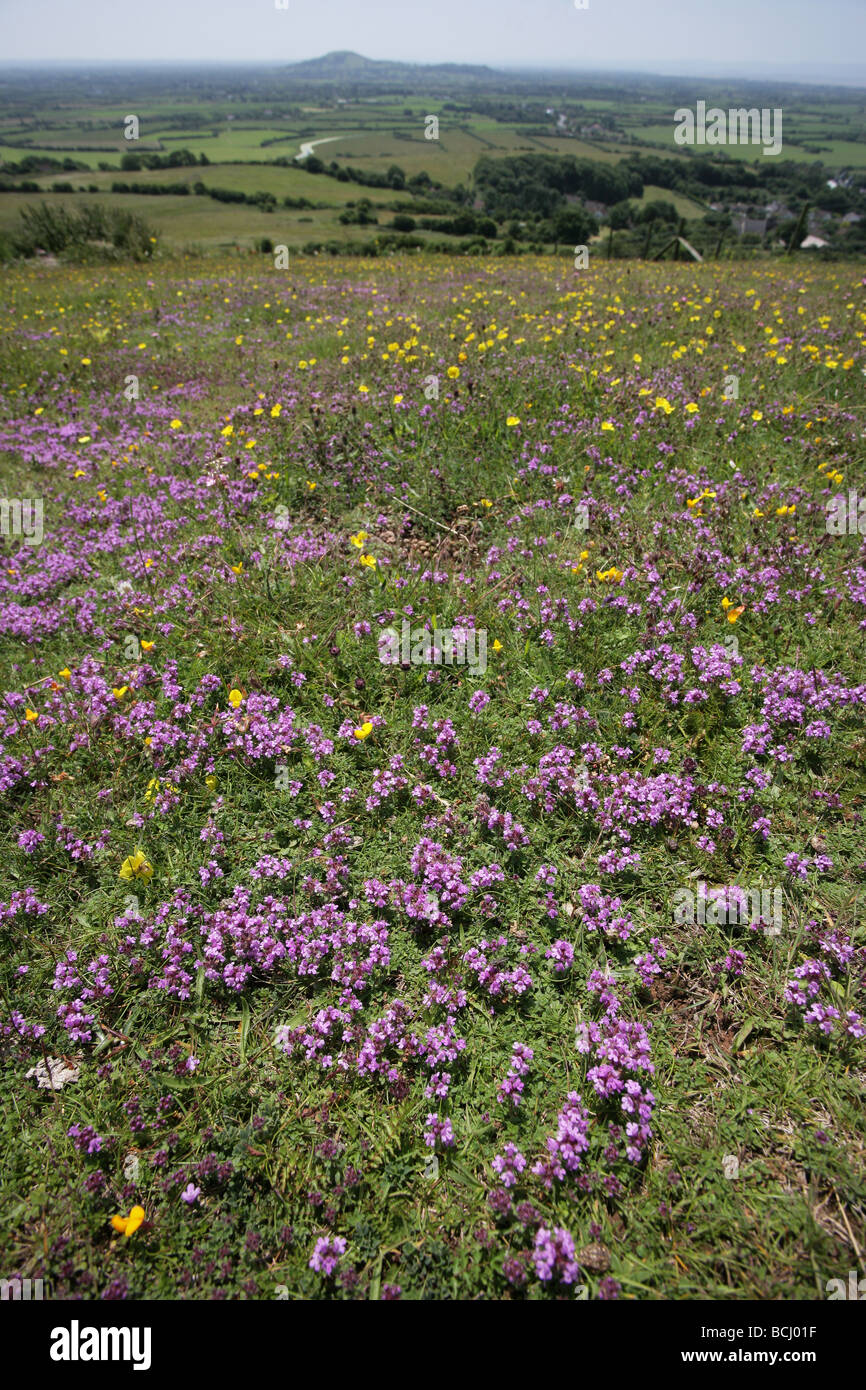 Wild Thyme Thymus drucei carpeting limestone meadows at Hellenge Hill Somerset looking towards Brent Knoll Stock Photo