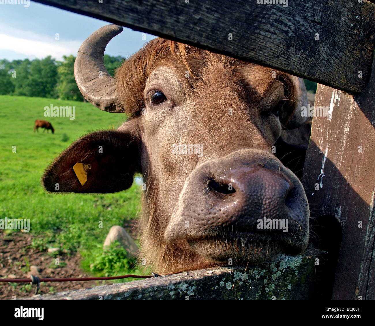A friendly water buffalo peers through a fence at a small New England Stock  Photo - Alamy