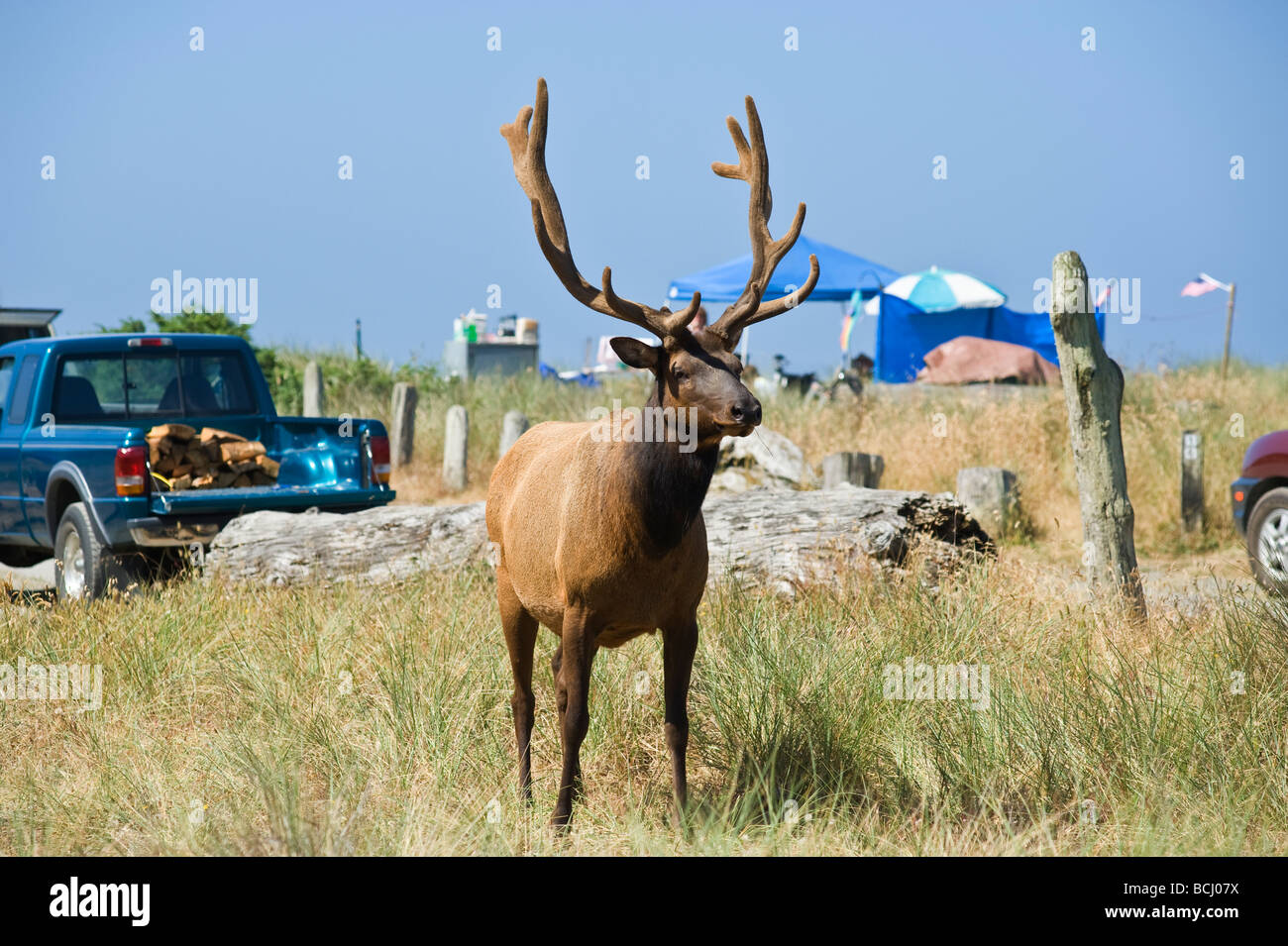 Roosevelt elk - Cervus canadensis roosevelti - in campground at Gold Bluffs Beach, Prairie Creek Redwoods state park, California Stock Photo