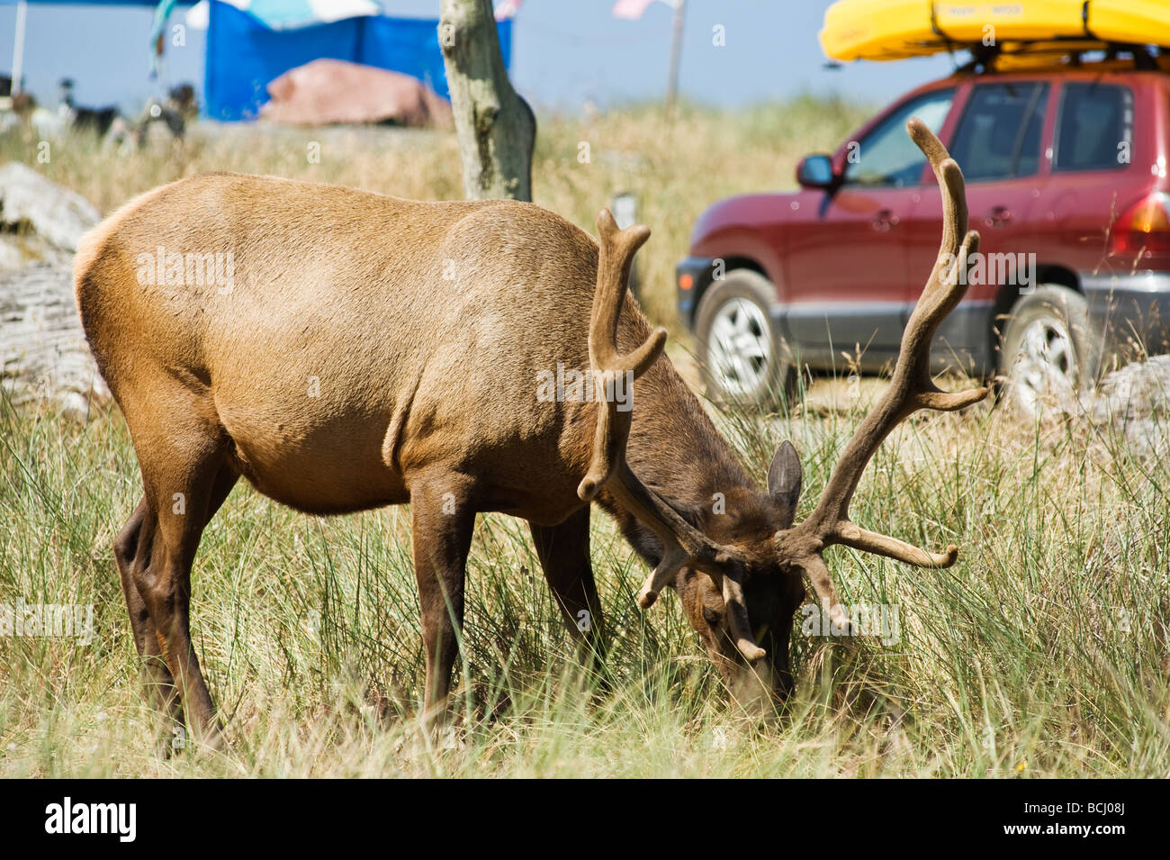 Roosevelt elk - Cervus canadensis roosevelti - in campground at Gold Bluffs Beach, Prairie Creek Redwoods state park, California Stock Photo