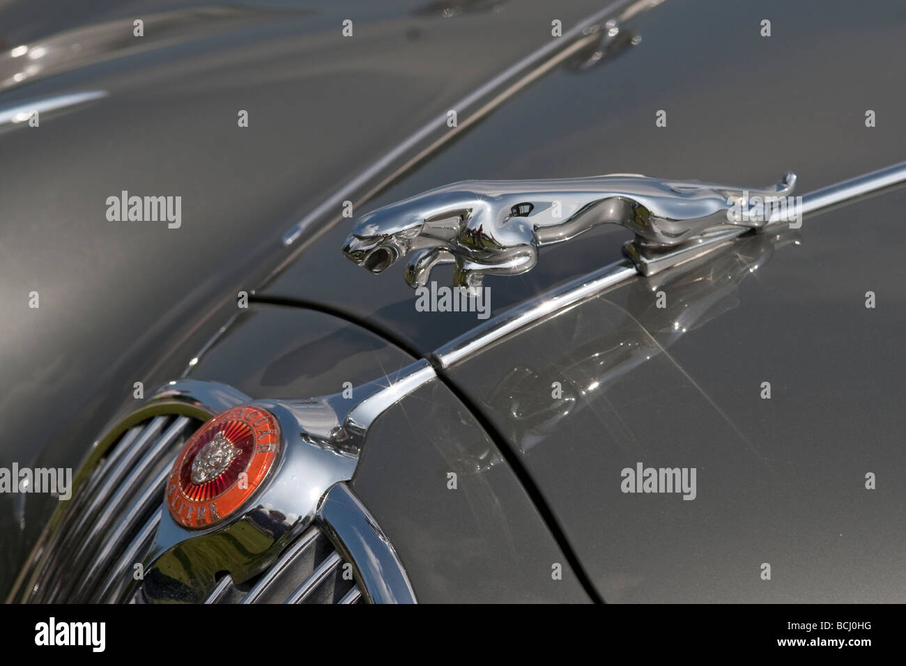 Jaguar and mascot Stock Photo Alamy