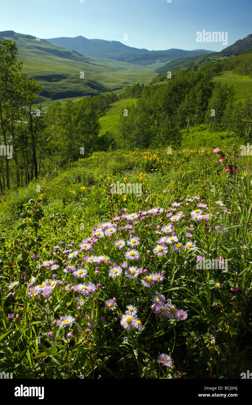 View SE from Gothic Road towards the East River Valley Daisy Asteraceae Sunflower Family in foreground Mount Crested Butte Stock Photo