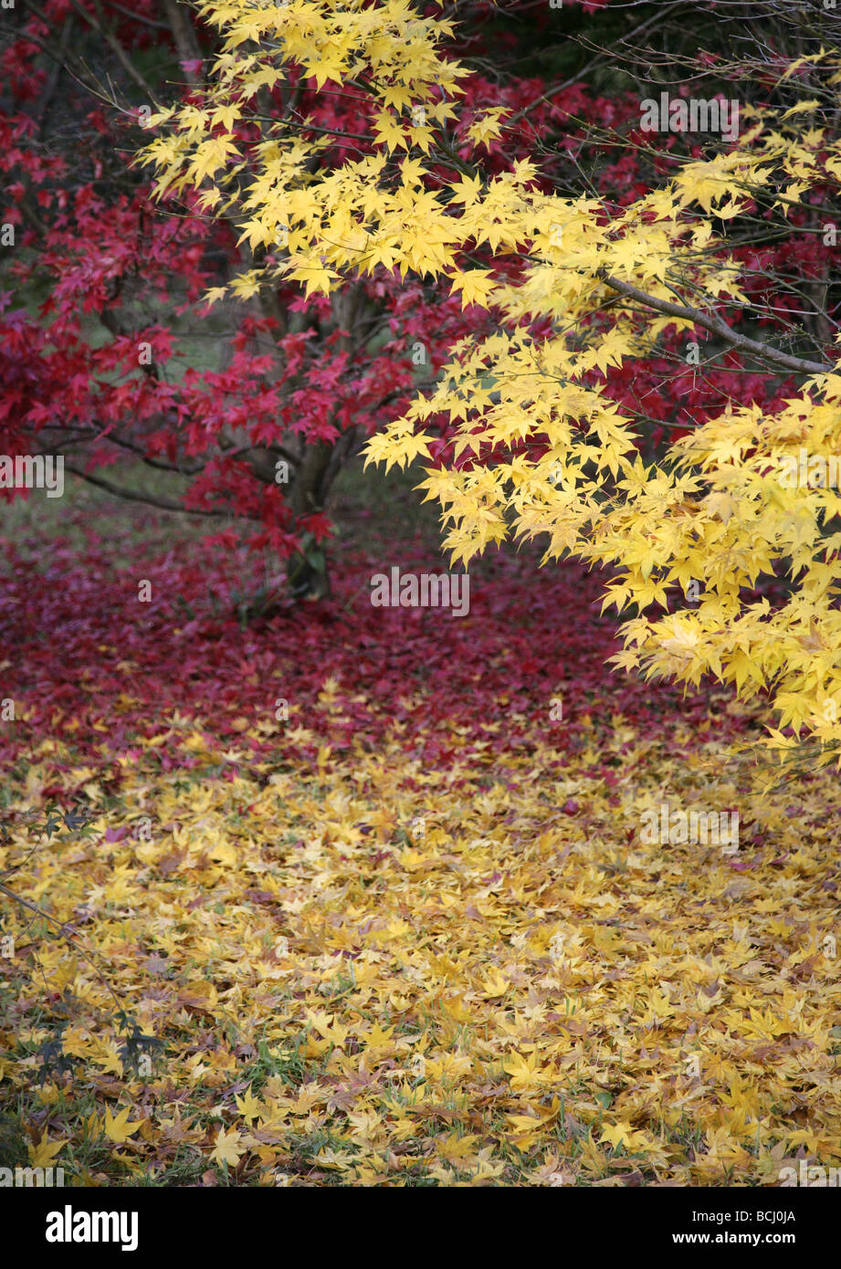 Fallen Maple leaves at Westonbirt Arboretum Gloucestershire in Autumn Stock Photo