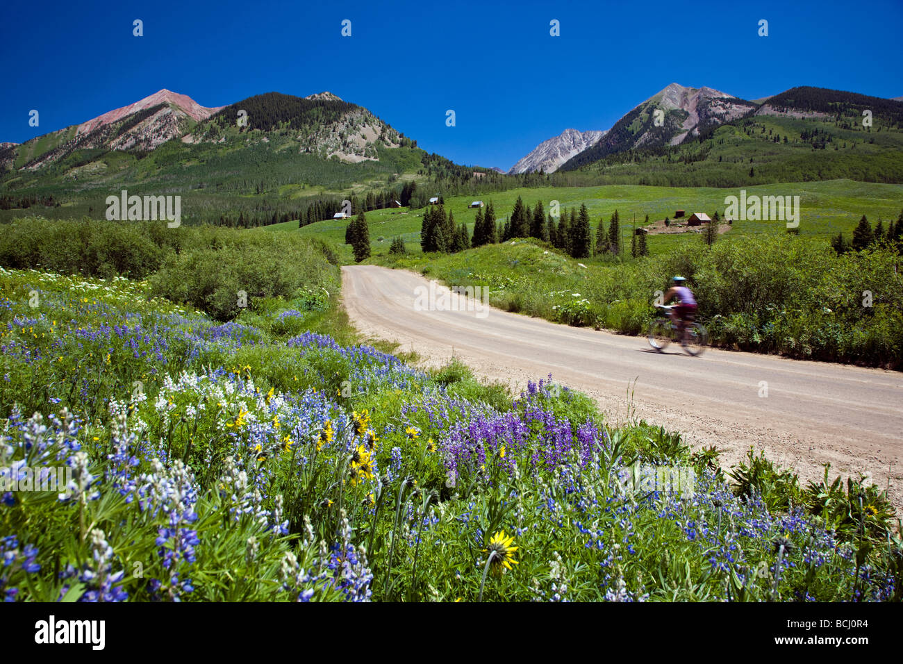 Wildflowers line Gothic Road Elk Mountains Colorado USA  Cyclist enjoys the mountains Stock Photo