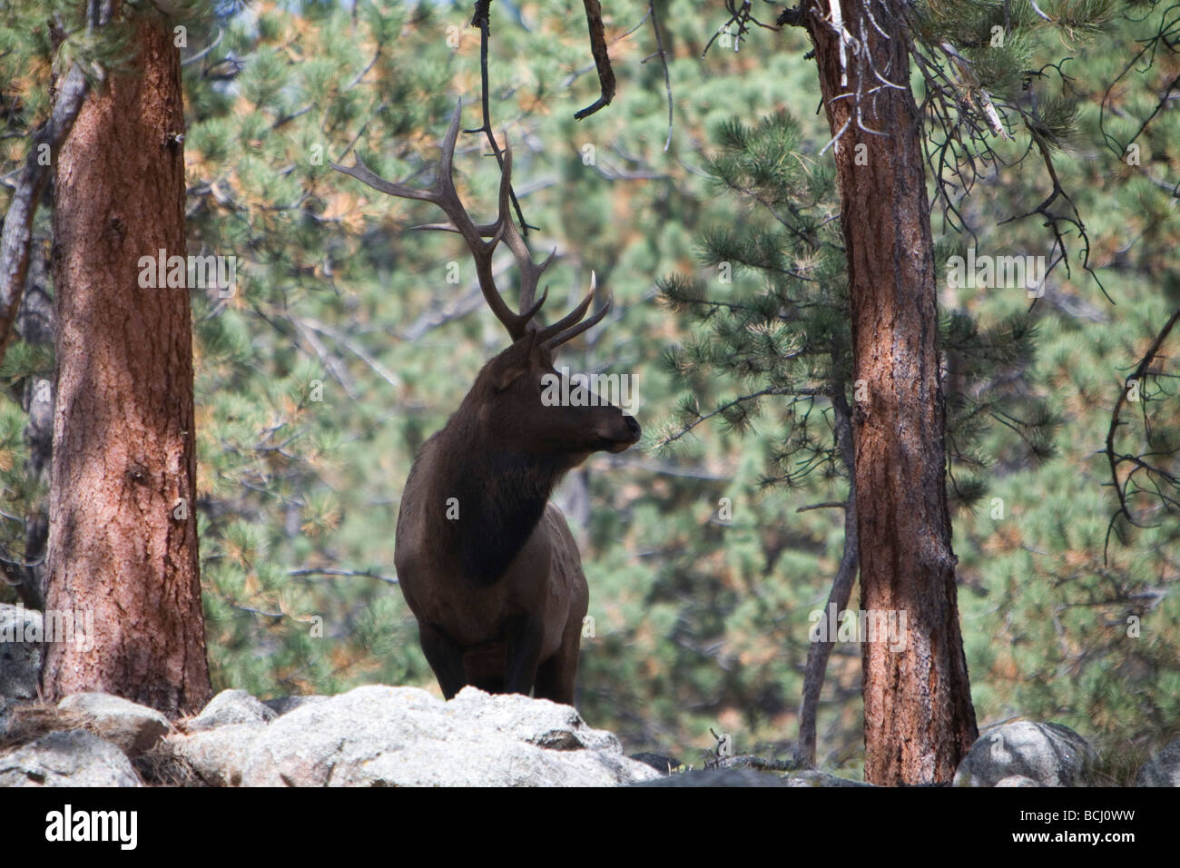 Elk bugling in Estes Park, Colorado in the fall Stock Photo Alamy