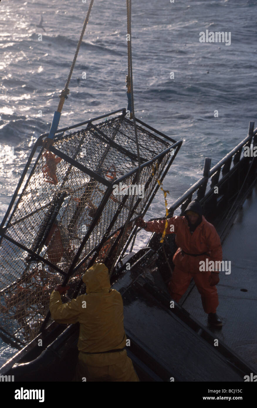 Fisherman Unloads Crab Pot on Deck Bering Sea AK /nOpilio Crab Season F