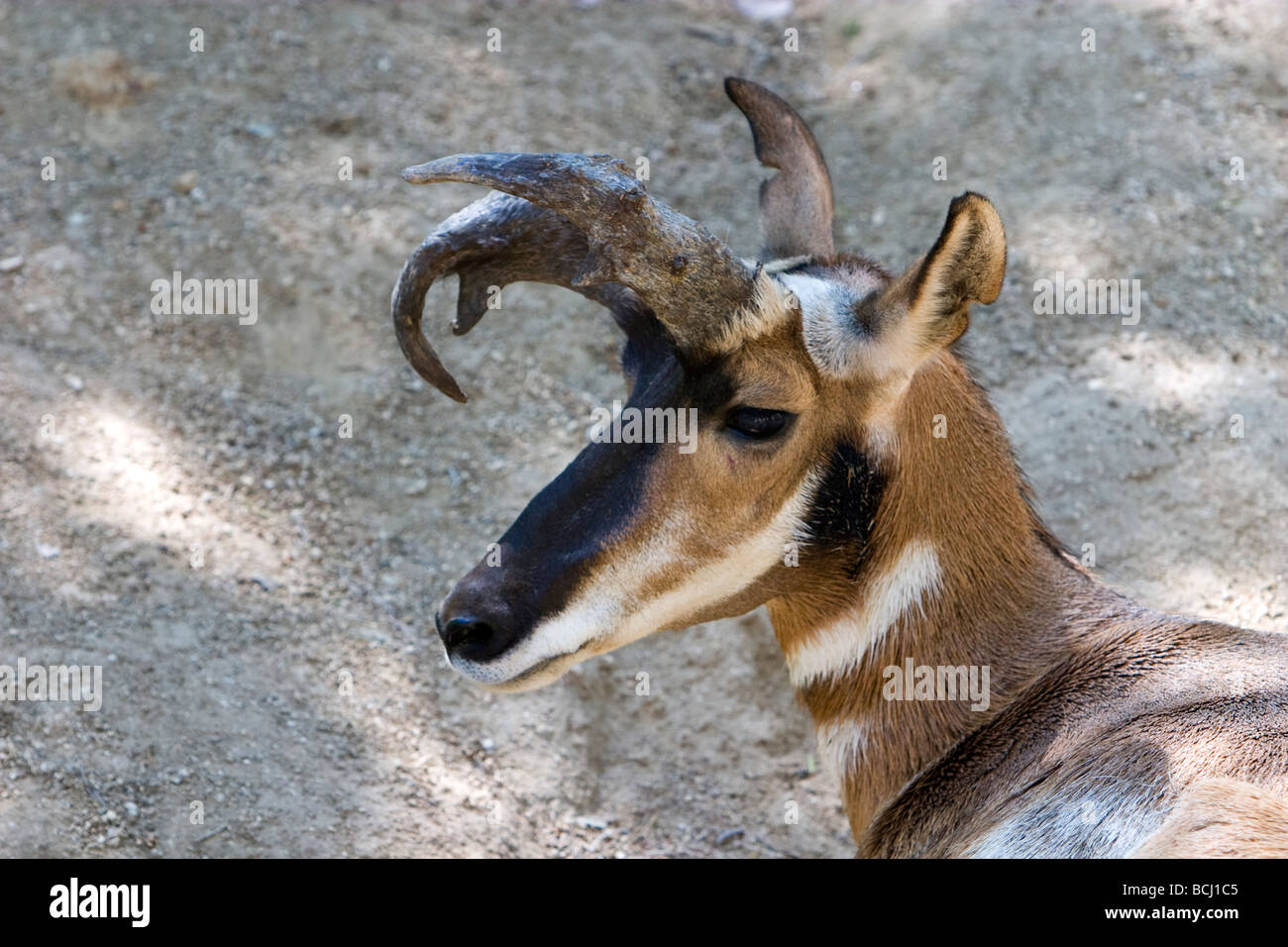 Peninsular Pronghorn or Baja California Pronghorn Antilocapra americana peninsularis Stock Photo