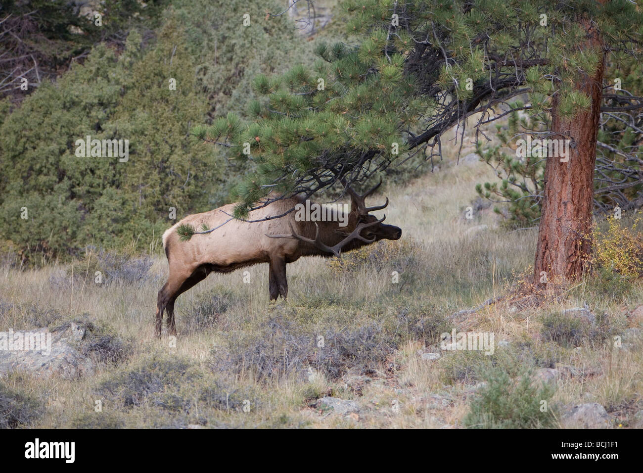 Elk bugling in Estes Park, Colorado in the fall Stock Photo Alamy