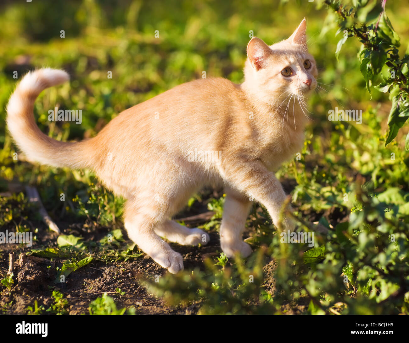 Playful kitten on a green grass Stock Photo