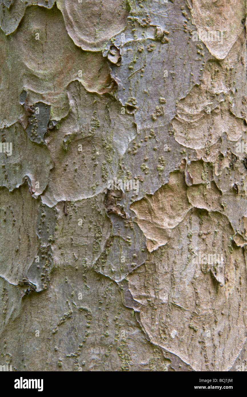 Malus yunnanensis close-up of the bark Stock Photo