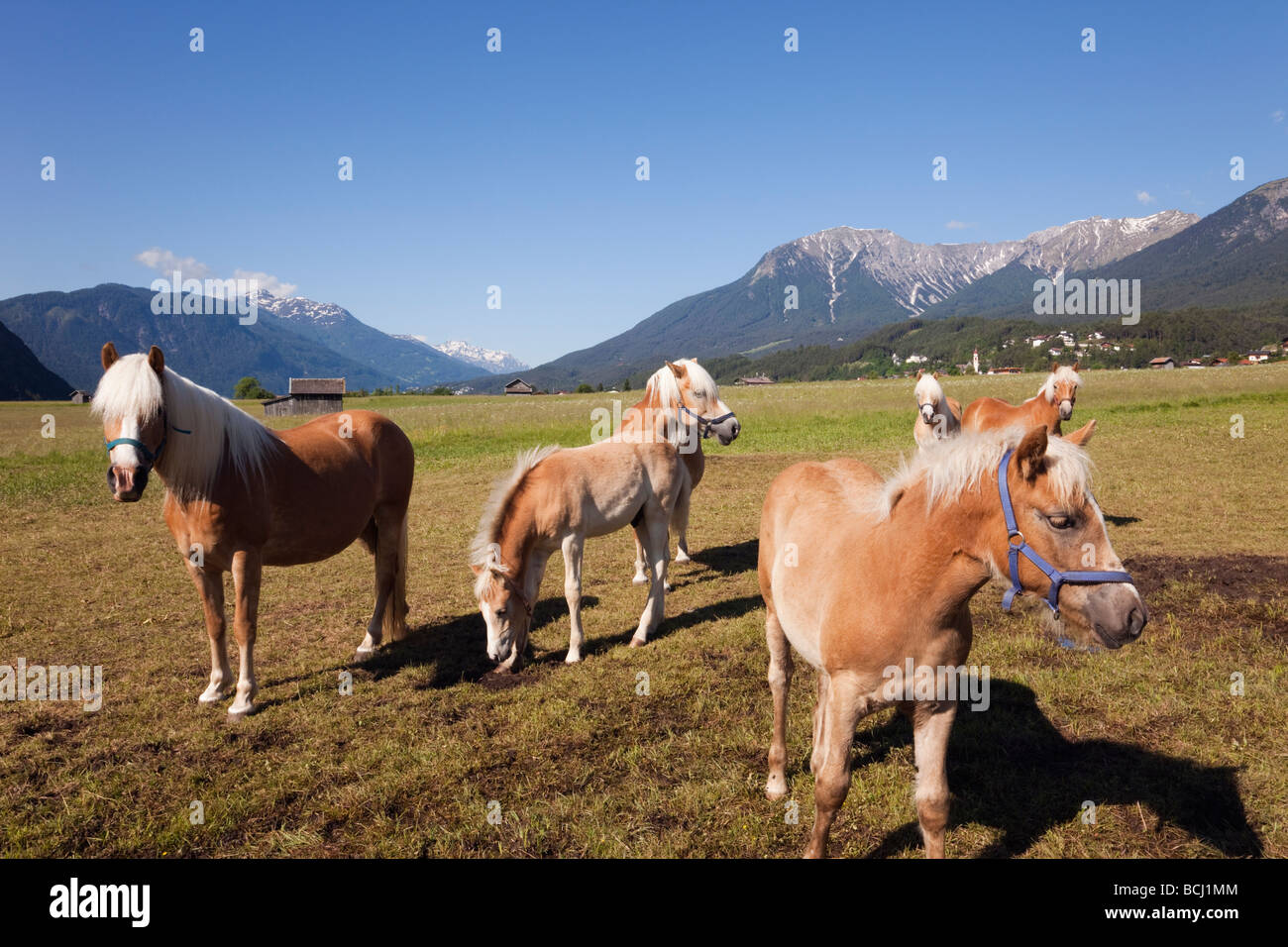Palomino horses in the alpine Gurgl valley in summer. Tarrenz Tyrol Austria Europe. Stock Photo