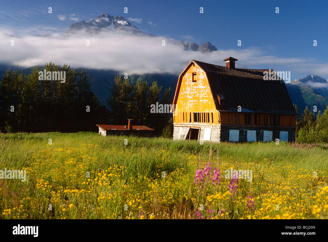 Old Barn in Flower Covered Meadow Mat-Su Valley SC AK Spring Stock Photo