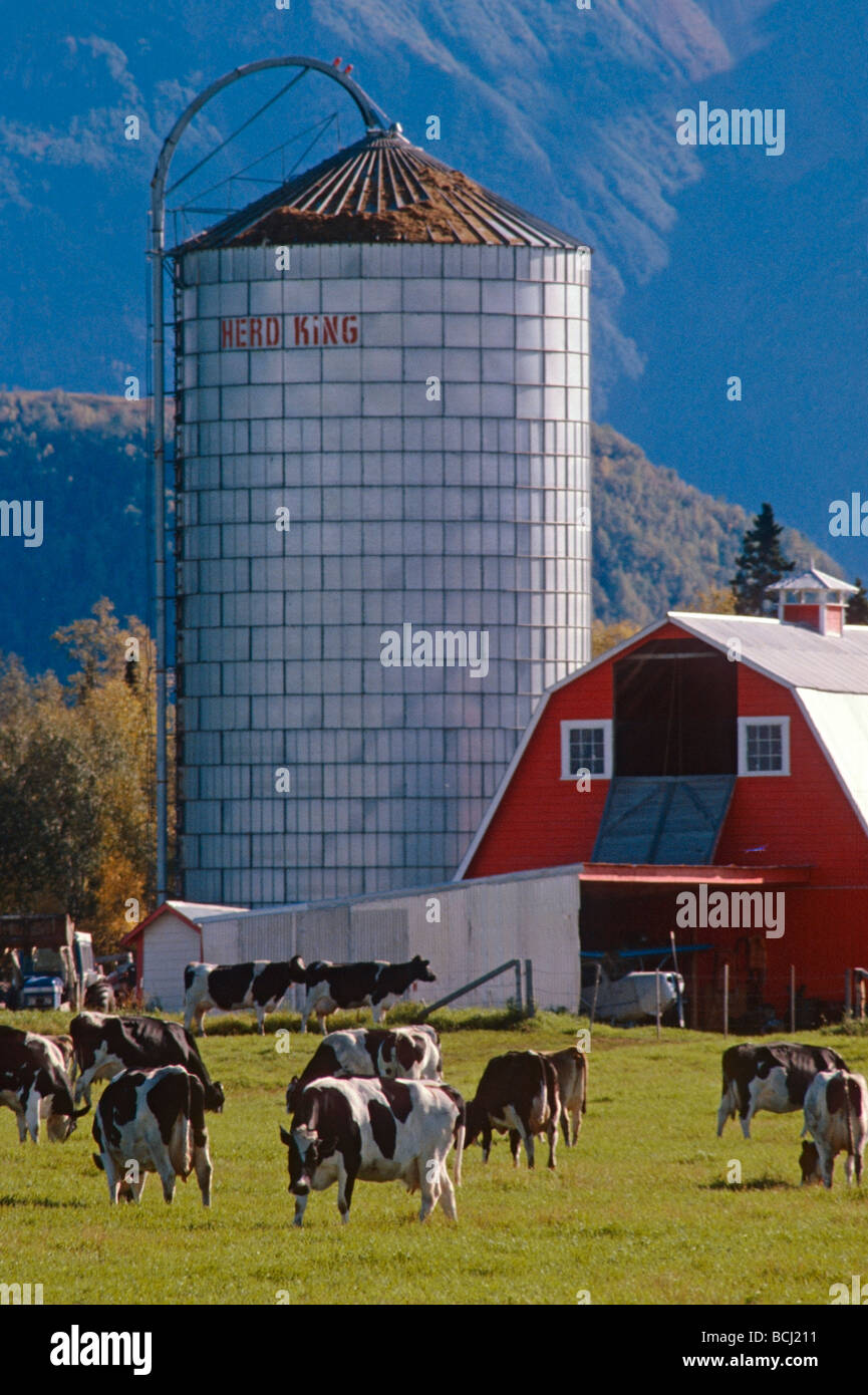 Dairy Farm Buildings & Cows MatSu Valley SC AK Summer Stock Photo Alamy