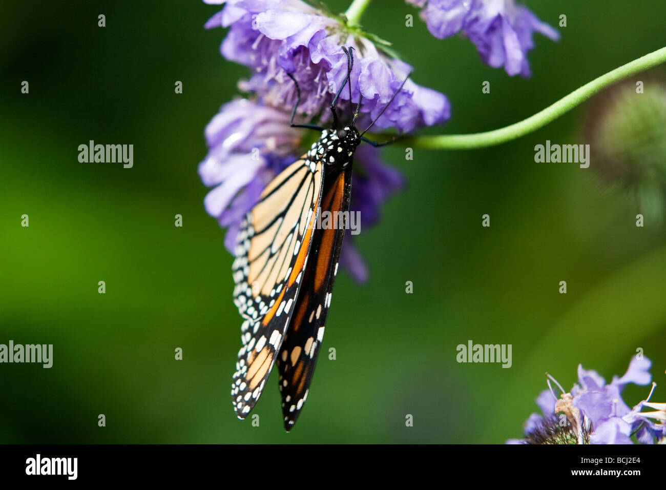 Monarch Butterfly Danaus plexippus on a flower Stock Photo - Alamy