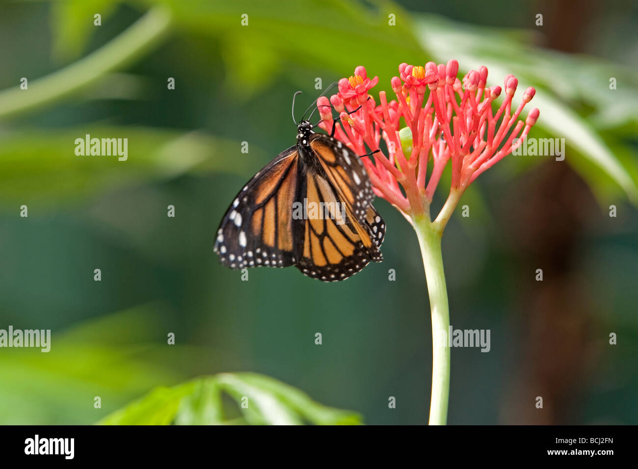 Monarch Butterfly Danaus plexippus on a flower Stock Photo - Alamy