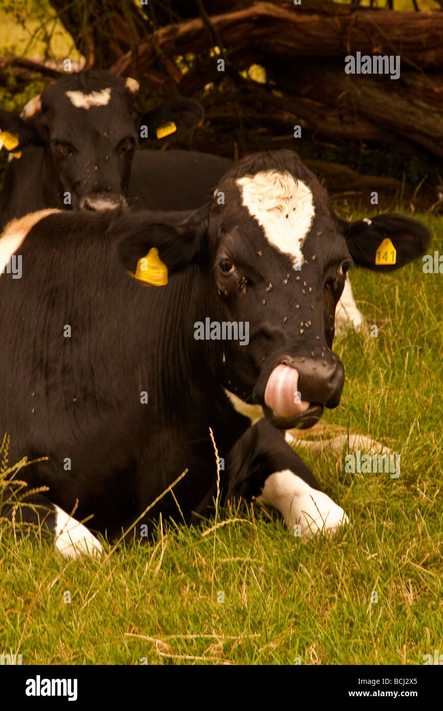 Cows Shelter from the Rain Stock Photo Alamy
