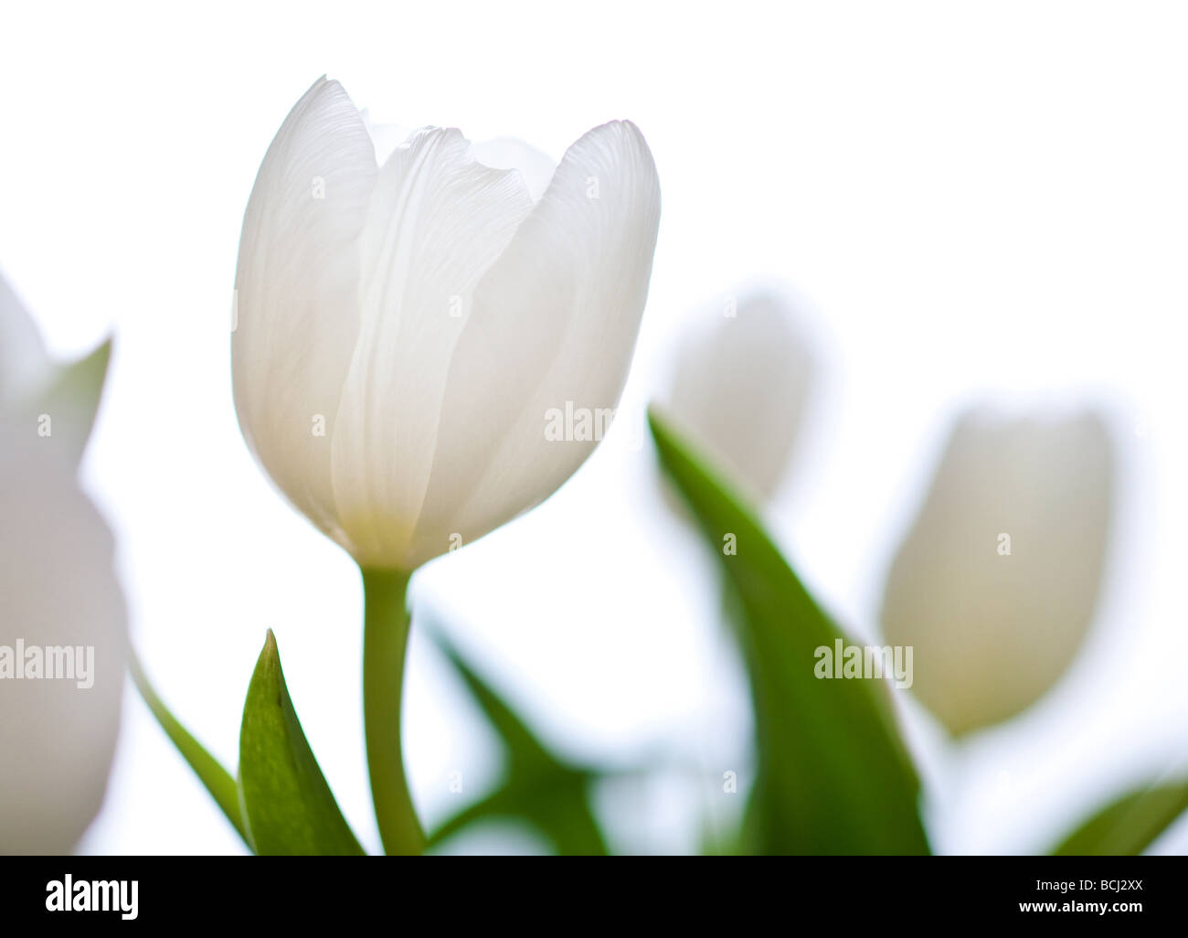 spring tulips flower isolated on white background Stock Photo - Alamy