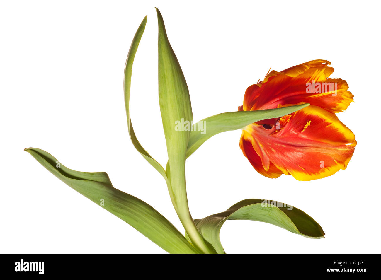 spring tulips flower isolated on white background Stock Photo - Alamy