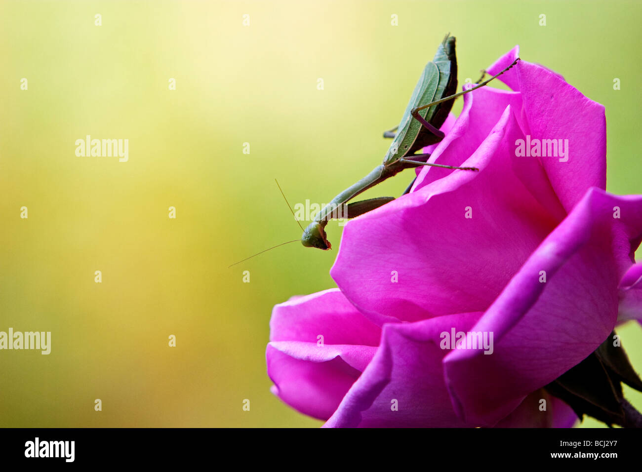 Praying Mantis Mantis religiosa on pink Rose Stock Photo Alamy