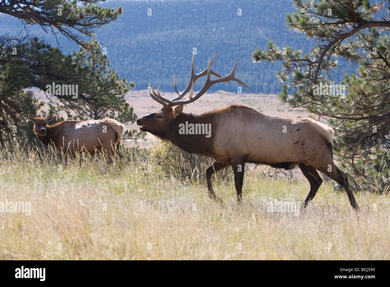 Elk bugling in Estes Park, Colorado in the fall Stock Photo Alamy