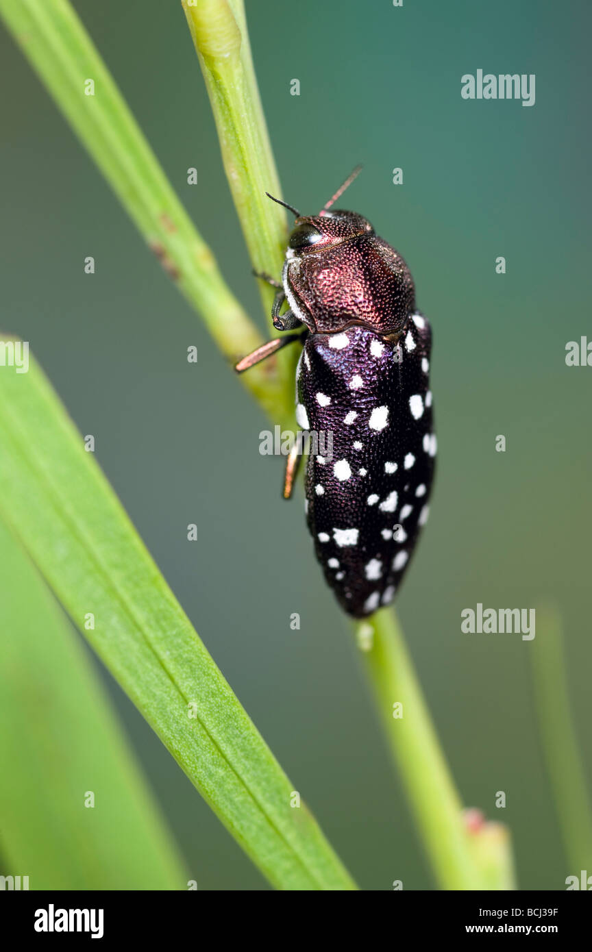 Australian jewel beetle Stock Photo