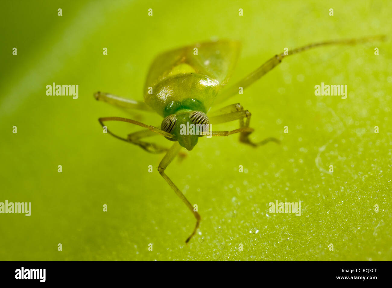 Mirid plant bug (Miridae) at about 3X magnification Stock Photo