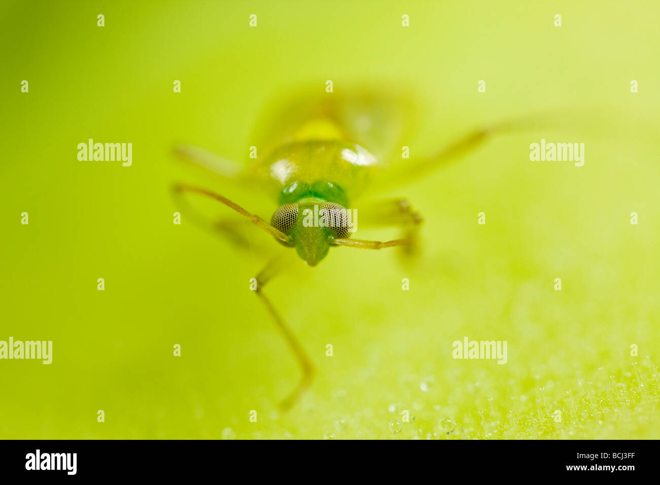 Mirid plant bug (Miridae) at about 3X magnification Stock Photo