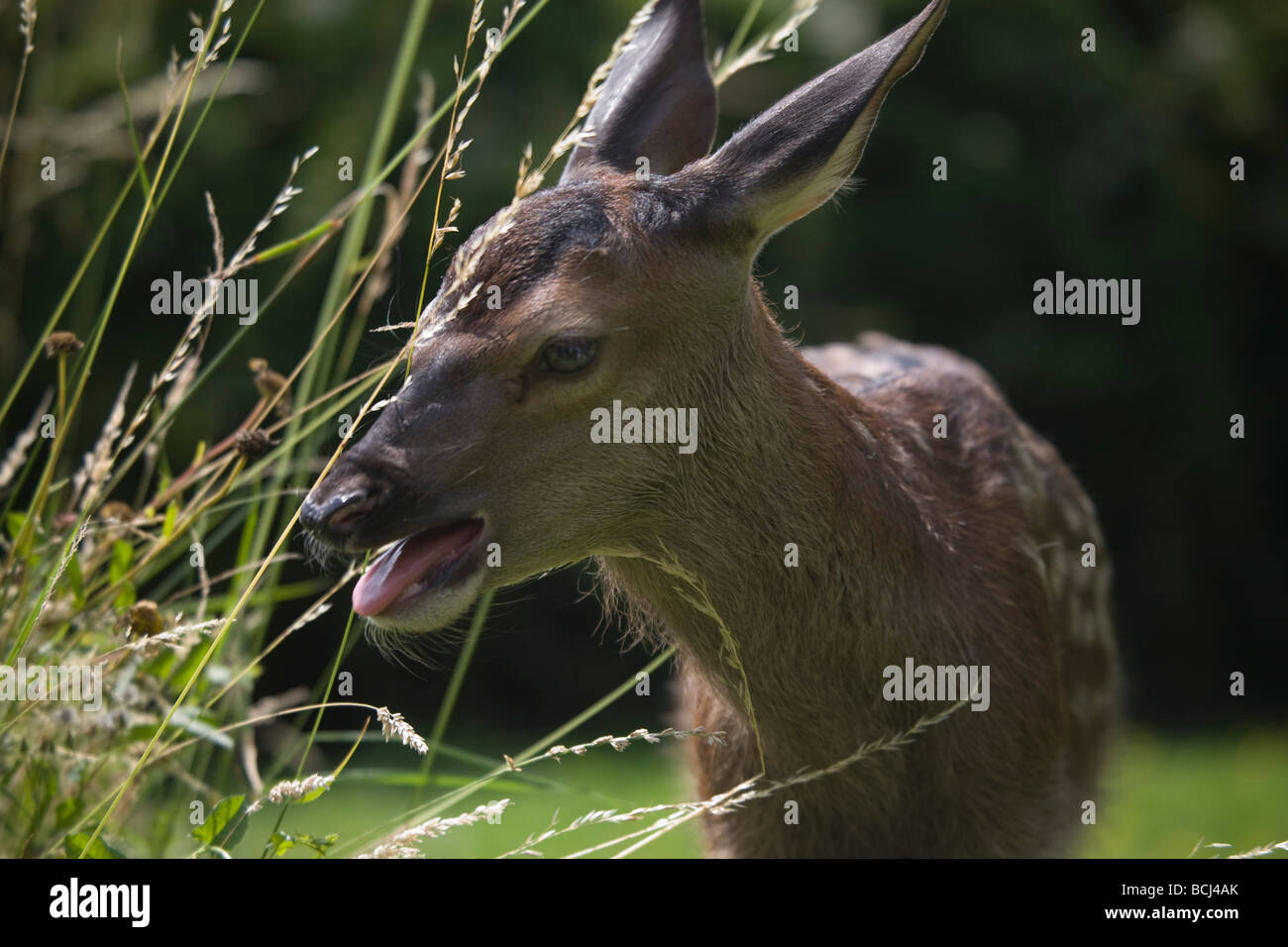 Red deer, Cervus elaphus, Calf Stock Photo