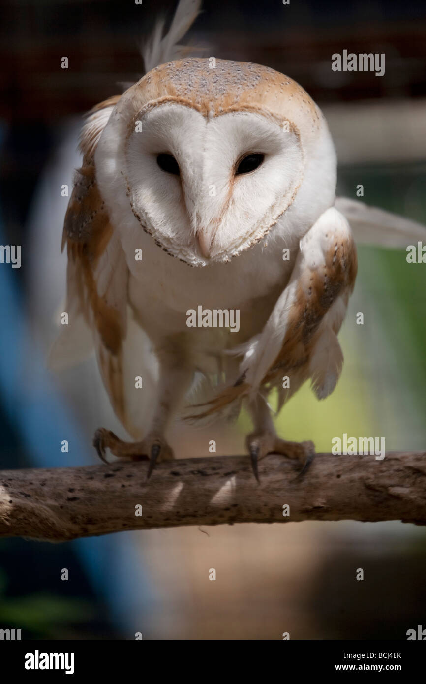 Barn Owl, Tyto Alba, Perched Stock Photo