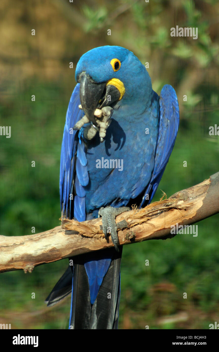Hyacinth macaw, London Zoo Stock Photo - Alamy