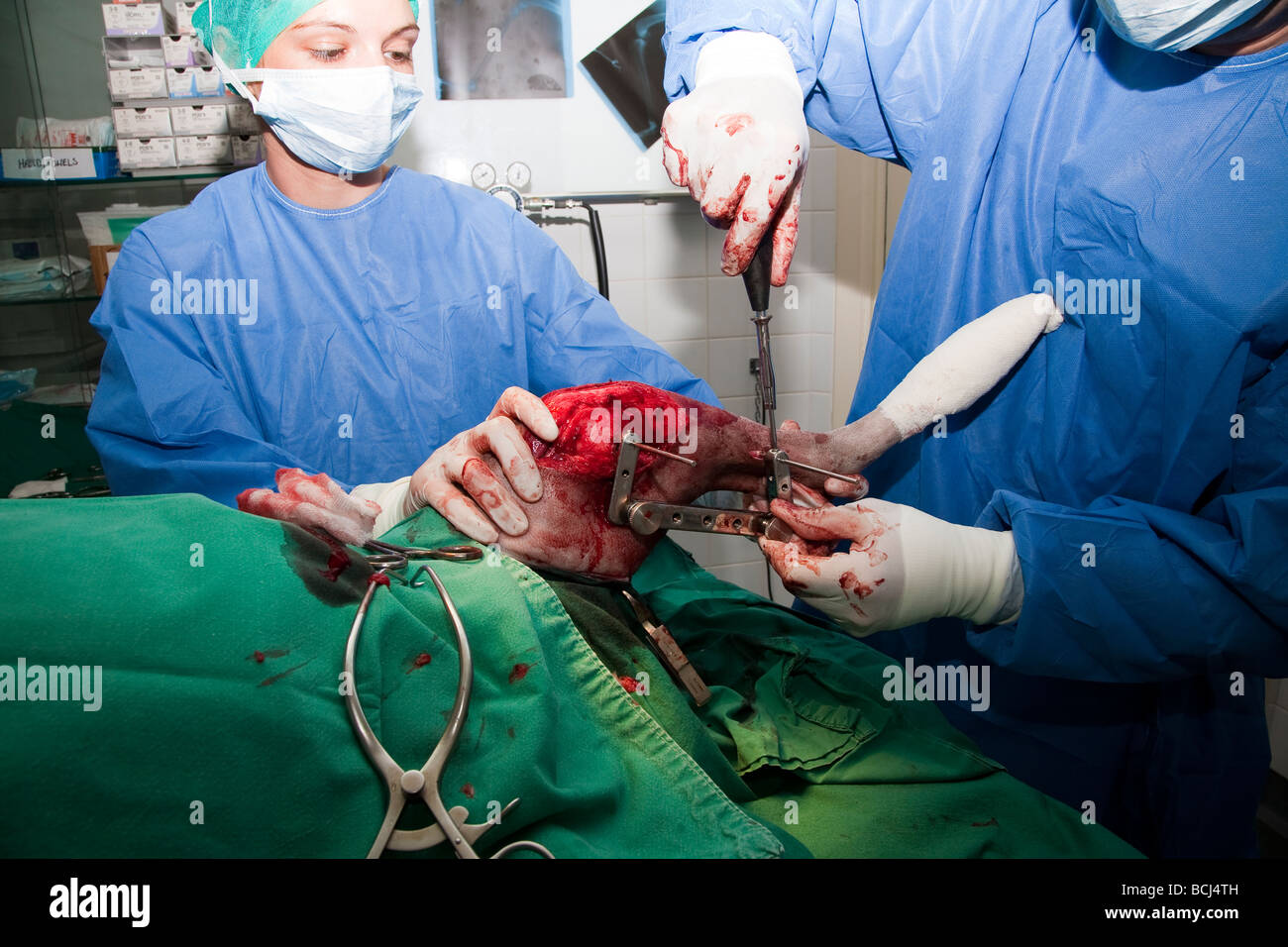Jig placement in a TPLO surgery in a dog Stock Photo