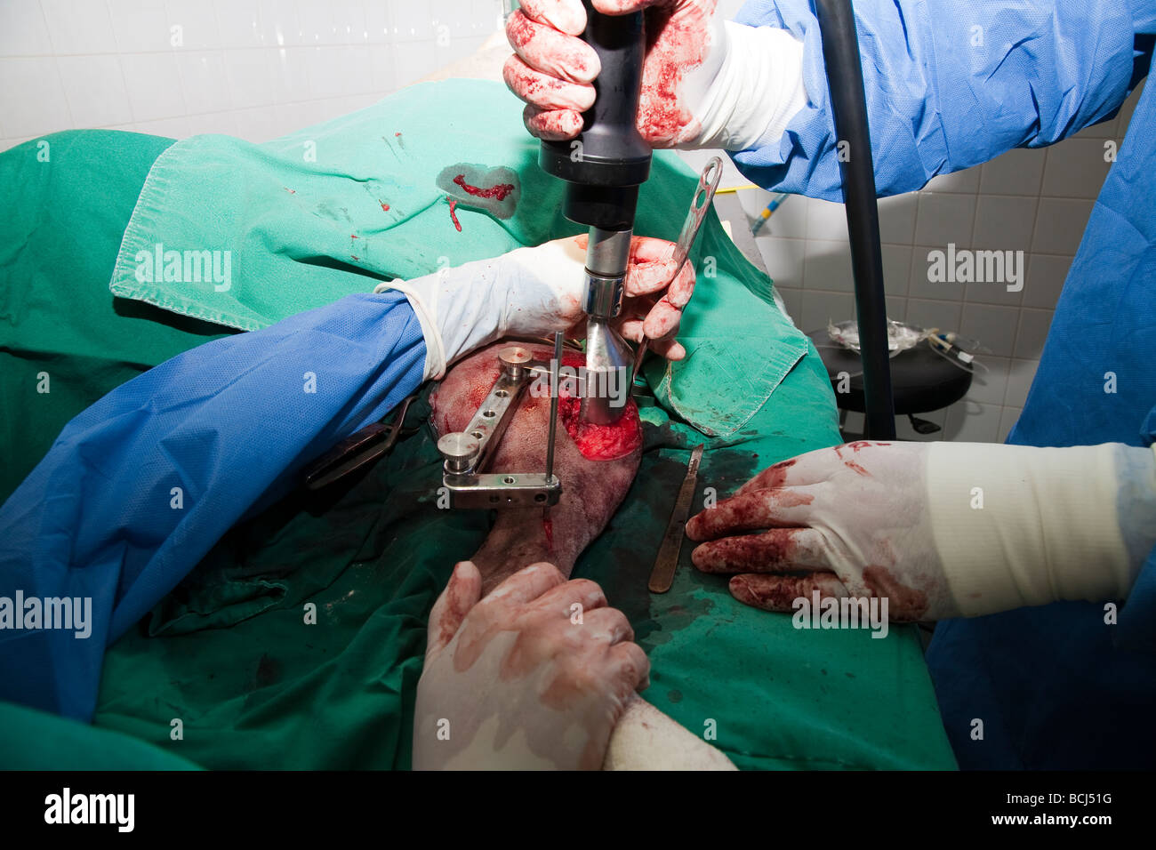 Tibial osteotomy during TPLO procedure in a dog Stock Photo