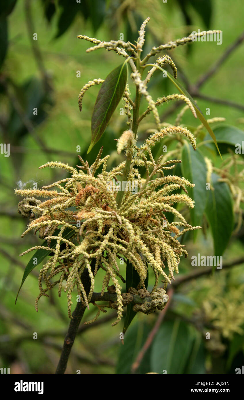 Tree Flowers, Lithocarpus dealbatus, Fagaceae, Eastern Himalayas to South Central China. Stock Photo