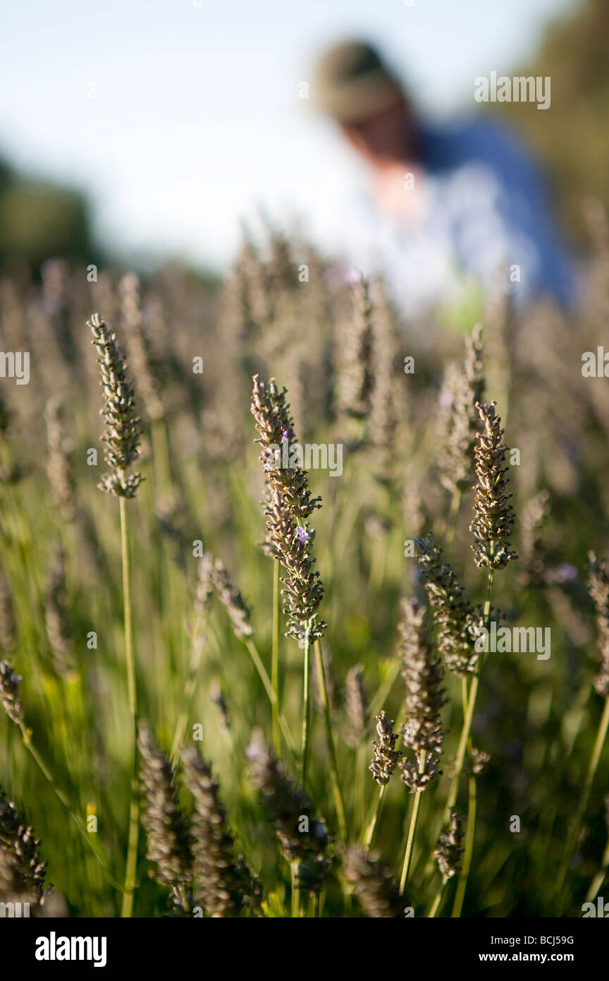 Close-up of lavender in field with out of focus person in background.  Santa Ynez Valley, California Stock Photo