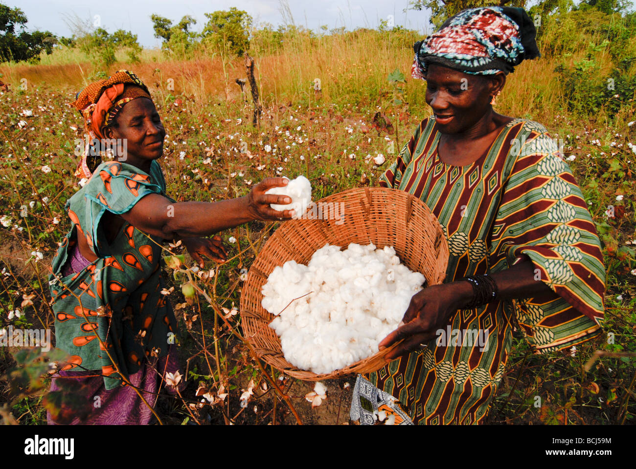 MALI , women farmer from village Faragouaran harvest organic and fair